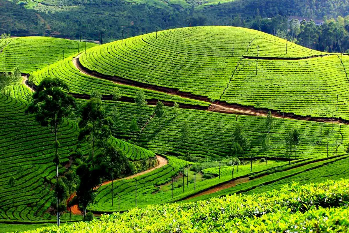 Munnar Tour Places